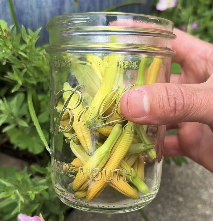 A jar of daylily flower buds from our garden, ready for pickling.