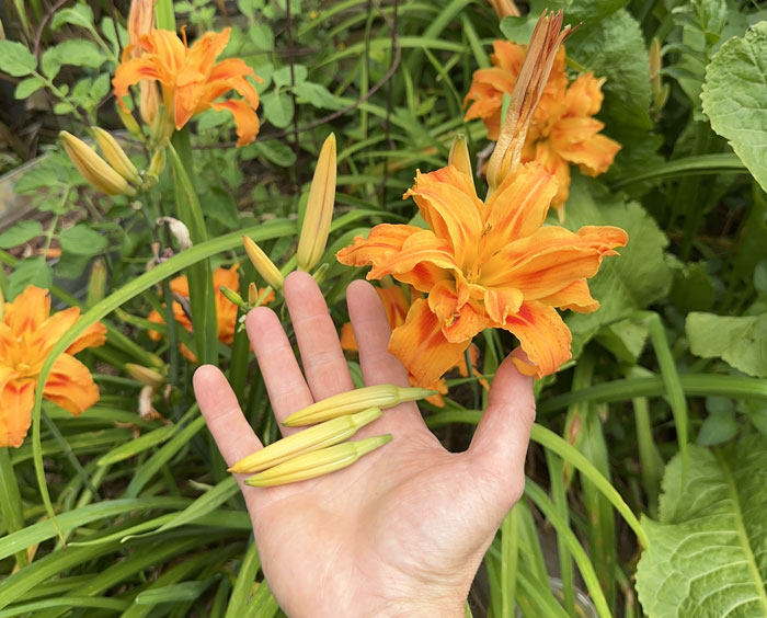 Daylily flower buds.