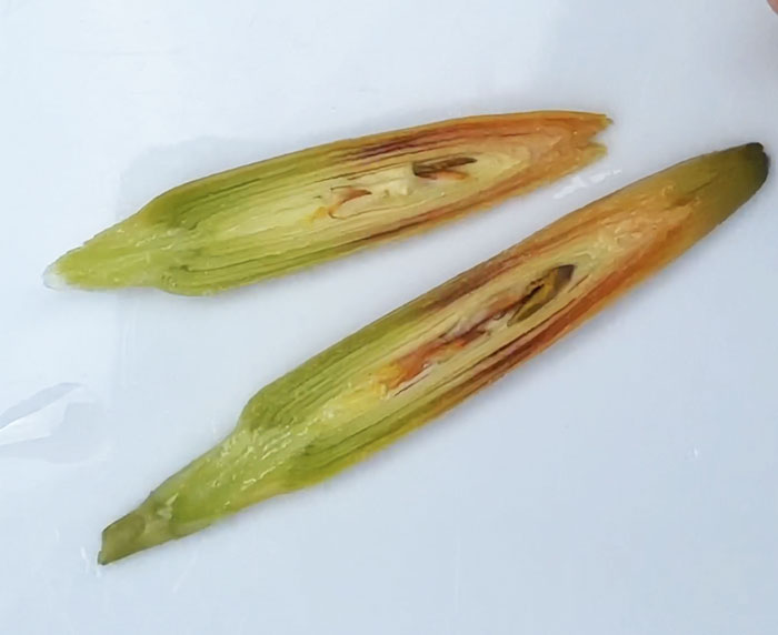 A cross section of a pickled daylily flower bud. Gorgeous!