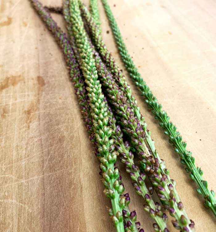 Broadleaf plantain seed spikes.