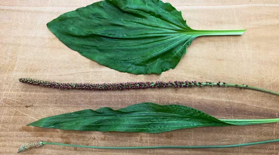 Broadleaf plantain leaf and seed spike (top) vs. narrowleaf plantain leaf and seed spike (bottom).