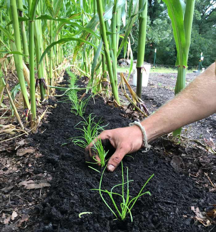 Transplanting buck's horn plantain out between rows of corn on a sweltering late July day in South Carolina. The corn provides some shade and will be removed about a month later, allowing the buck's horn to be in full shade going into the fall.