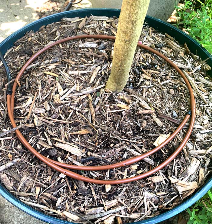 A closer look at the size and placement of the drip line inside one of our pots. Potted plant drip irrigation system.