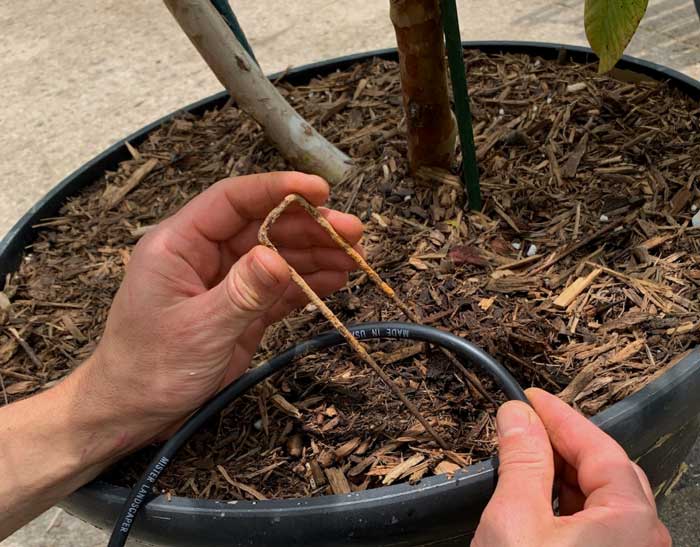 At 10 years old and counting, our u-shaped garden stakes are practically family heirlooms now! 