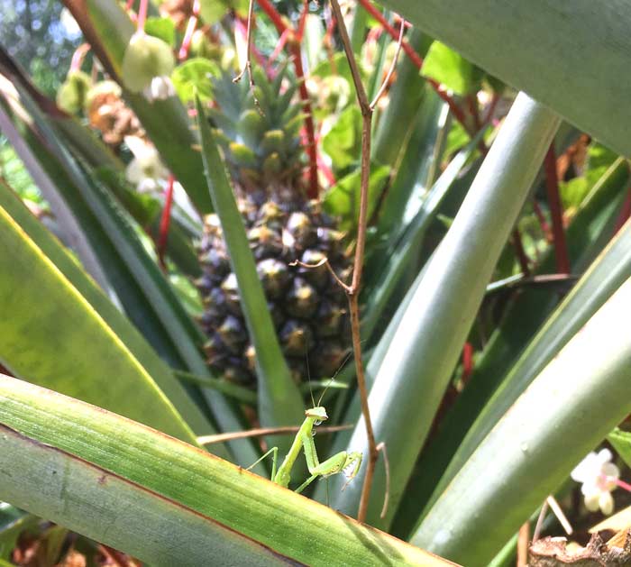 A praying mantis exploring pineapple leaves in mid-summer at Tyrant Farms.