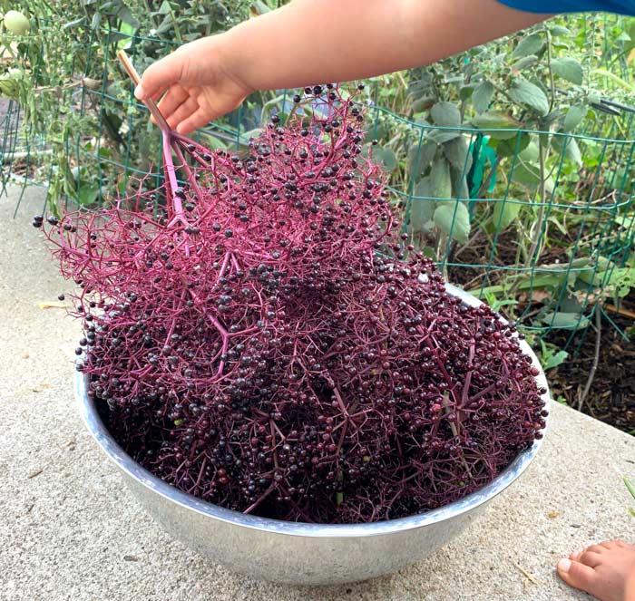 Our toddler inspects a giant bowl of elderberries. We're thankful he won't have to grow up in a world where such sights evoke nightmares.
