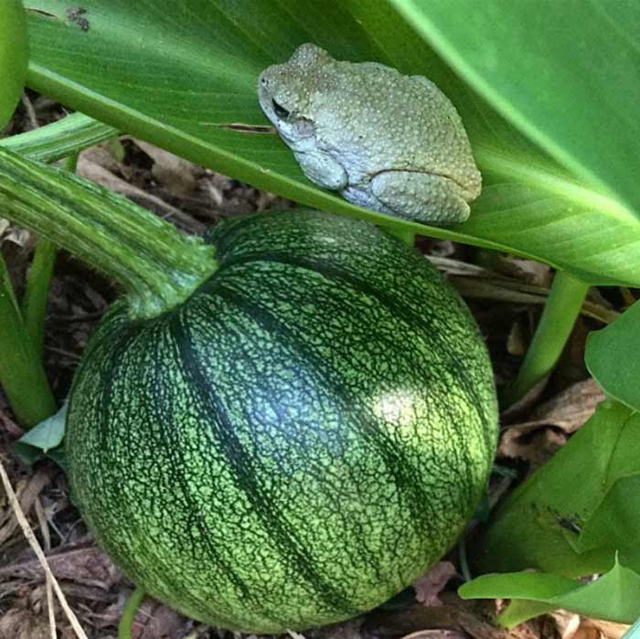 A garden can be home to an amazing amount of biodiversity. Here's a tree frog hanging out about a baby pumpkin in our garden. Amphibians are especially susceptible to pesticides, which is one reason we never use them. Frogs also make a great addition to our integrated pest management team!