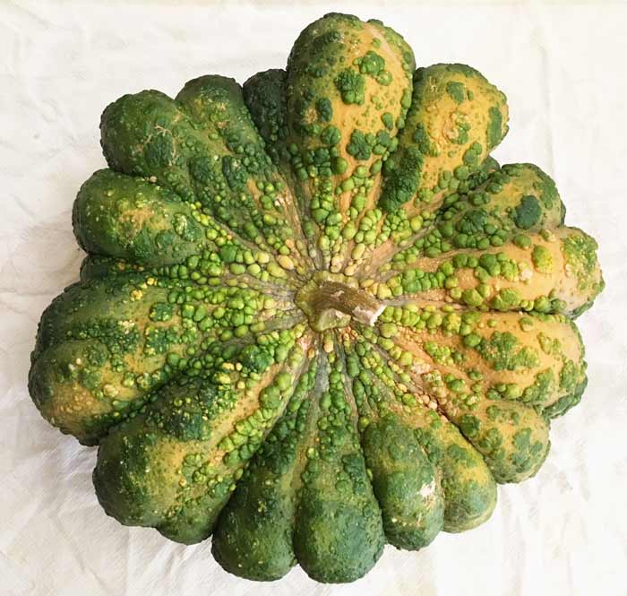 Funky! This giant, warty winter squash/pumpkin is the result of a few years of somewhat purposeful, somewhat accidental crossing between some of our favorite varieties. Our bees certainly helped us along the way! / How to process and eat your incredible edible pumpkin