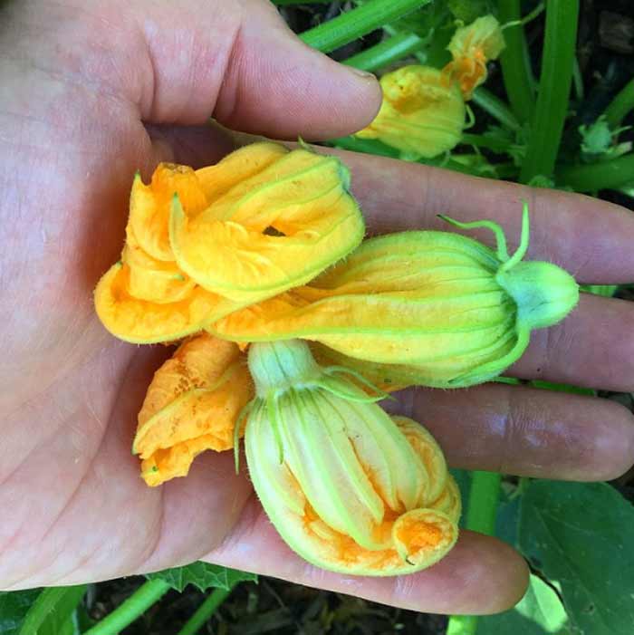 are-pumpkin-leaves-edible-and-how-to-eat-pumpkin-leaves