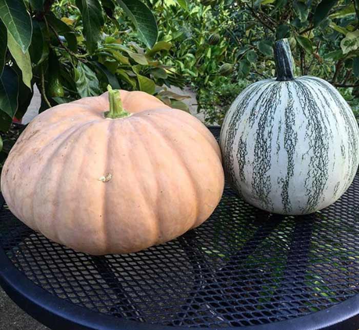 Left: Long Island Cheese pumpkin (ideal for pumpkin pie, pumpkin pudding, etc.). Right: Pipian from Tuxpan winter squash/pumpkin, a rare heirloom bred for its large edible seeds.