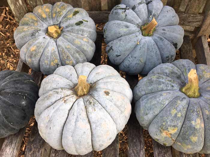 diy-how-to-process-and-eat-your-incredible-edible-pumpkin