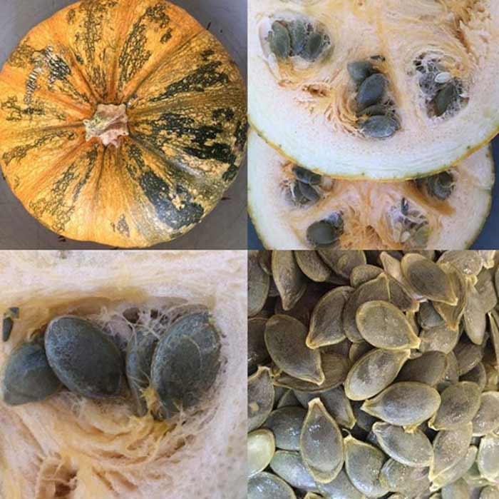 Perhaps the best pumpkin for edible pumpkin seeds is the Styrian pumpkin from Austria. These offer hull-less seeds, unlike most pumpkins whose seeds have a fibrous hull. / How to eat pumpkin seeds