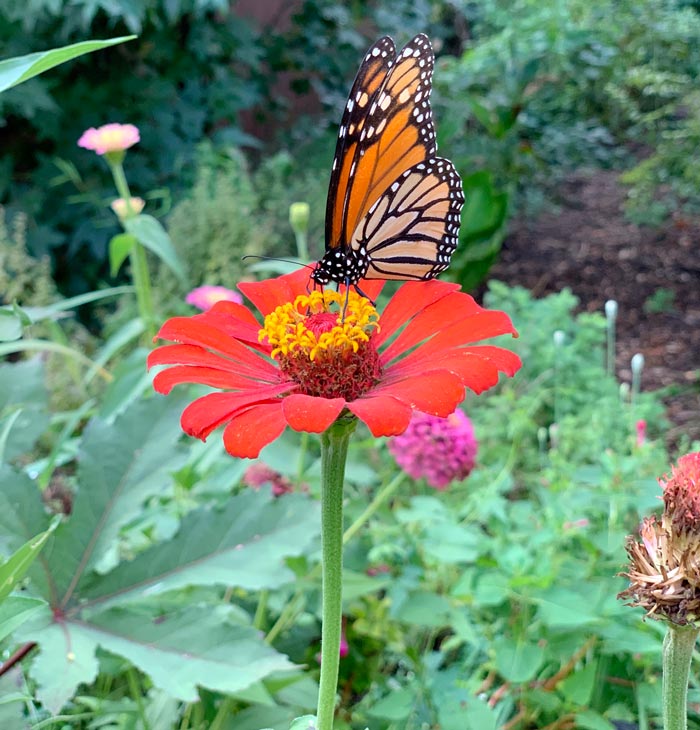 A Monarch butterfly foraging a zinnia flower in our yard. Just a reminder: edible gardens can be butterfly/pollinator gardens also. Zinnia petals are edible, and this zinnia is interplanted with okra (whose flowers pollinators love), lemongrass, and lemon balm. The ground below is covered by a crawling watermelon plant.