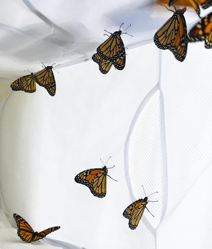 Recently eclosed Monarch butterflies inside our indoor holding pen drying their wings in preparation for their first flight.