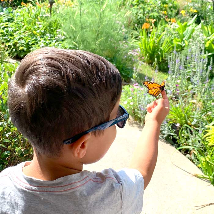 We now only raise a few monarch butterflies per year, and mostly do it for educational purposes. Here, our toddler is letting one out of its enclosure for its first flight.