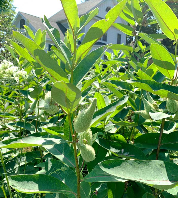 This is a beautiful common milkweed plant. On a recent trip to New York state, we were shocked by the abundance and quality of the wild milkweed growing there. Unlike most milkweeds, common milkweed also produces edible parts for humans.