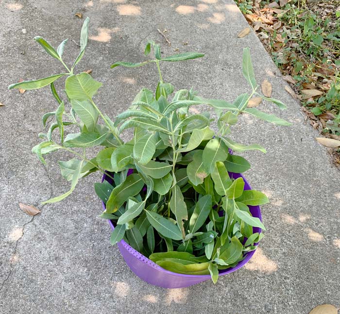 This summer when we were running low on milkweed, a friend's mom offered us all the common milkweed we needed from her yard. Perhaps because the yard is heavily shaded, Monarchs don't frequent her yard, so there are no Monarch caterpillars on her plants. Win for us and our Monarchs!