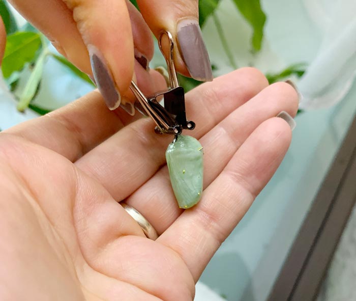 Each year we have a few caterpillars that form chrysalises in bad spots. We carefully remove these, clip them, and tie the clip + chrysalis where we want it located.