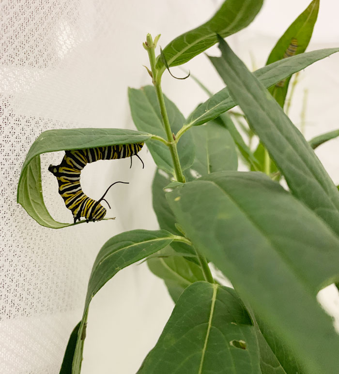 A Monarch butterfly caterpillar showing off its flexibility and yoga skills via an upward facing dog pose.