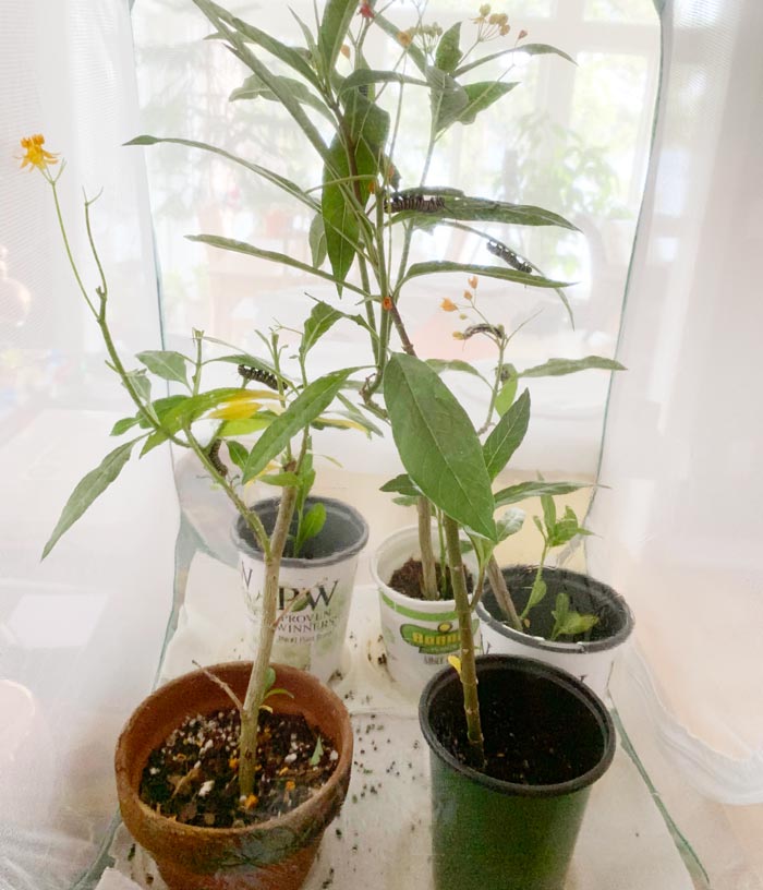 Pots of milkweed and Monarch caterpillars inside a butterfly cage at our family's lakehouse.