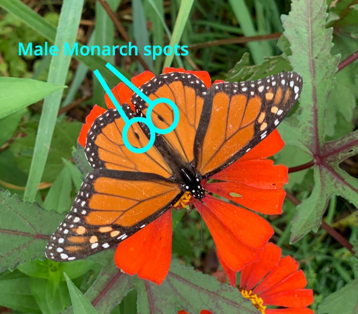 See the two spots circled in this photo? Those tell you that this is a MALE Monarch butterfly. The females don't have spots.
