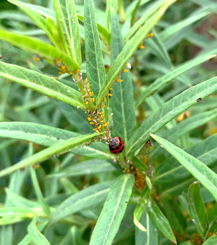 One of our Oscar/swan milkweed plants. The small yellow insects are aphids, which are being consumed and/or parasitized by predators. You can see the adult ladybug eating them in this photo. These insects will need to be removed before feeding the plant to our indoor Monarch caterpillars to ensure that no predators get our caterpillars.
