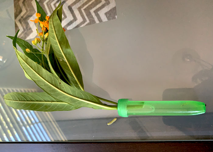 Here's a sprig of milkweed inserted into a floral tube. The tube is filled with water. This helps the cutting maintain adequate moisture level and quality, which ensures healthy adequately hydrated Monarch caterpillars.
