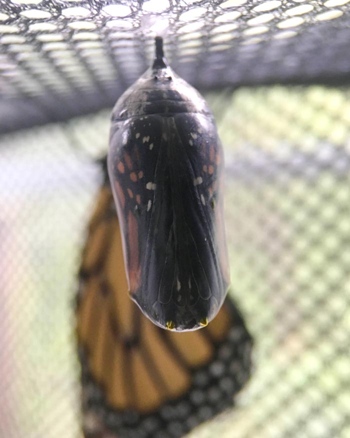 The chrysalis has been black for nearly a day and this Monarch butterfly is about to eclose (which means emerge from its chrysalis).