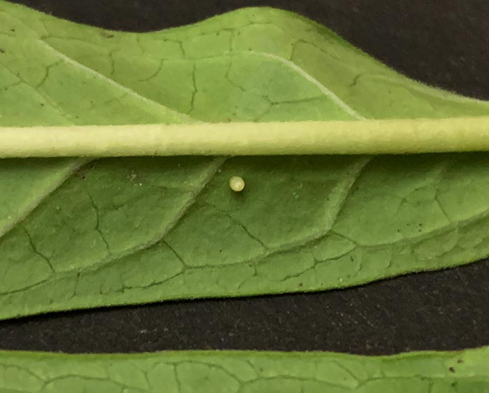 What does a Monarch butterfly egg look like? This tiny white dot is a Monarch caterpillar egg on the underside of a milkweed leaf.