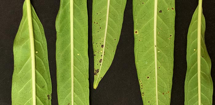 Each milkweed leaf in the photo above has a Monarch butterfly egg attached to it. Can you spot them?