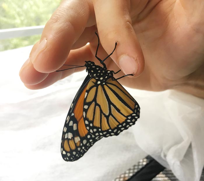 Transporting an adult Monarch butterfly on my finger.