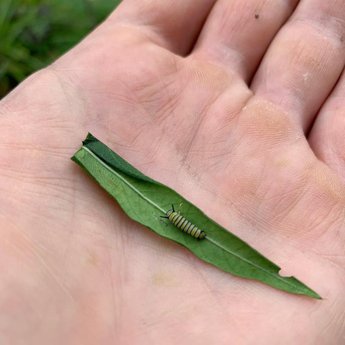 An early instar Monarch caterpillar on the bottom of a milkweed leaf.