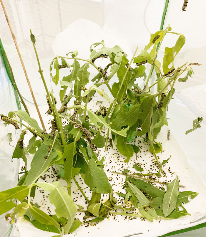 See all those lovely little brown balls on top of the paper towels at the bottom of this Monarch cage? Those are frass, aka poop. If you raise Monarchs, you'll need to clean this daily.