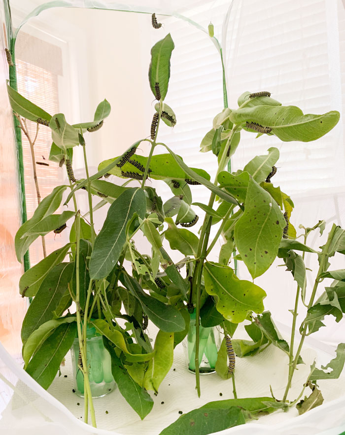 Monarchs enjoying milkweed in their RESTCLOUD butterfly cage. As you can see, each floral tube is filled with water, then has a cut milkweed stem stuck into it. Then multiple floral tubes filled with milkweed are placed into jars to hold the plants upright. This keeps the milkweed in good shape and keeps the caterpillars from drowning in a pool of open water.