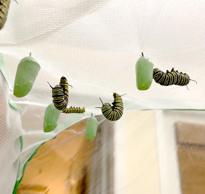 Here you can see Monarchs in various stages. Green chrysalises are Monarchs in the pupal stage. On the right is a fifth instar Monarch caterpillar looking for an ideal place to pupate. The caterpillars in the center have attached themselves via a silken thread to the mesh and are