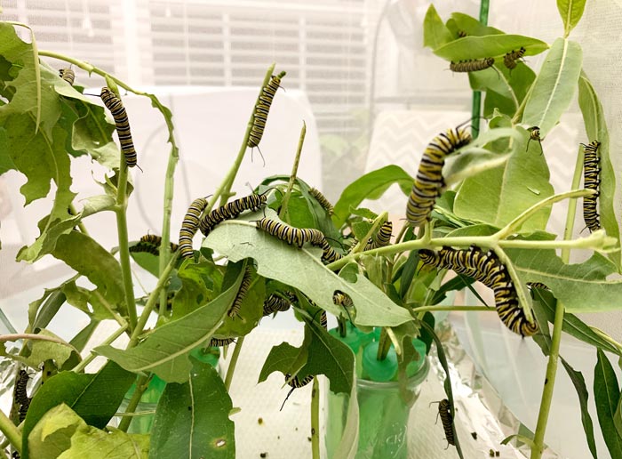 Monarch caterpillars want to eat milkweed, not other Monarchs. However, they can eat each other under certain conditions...