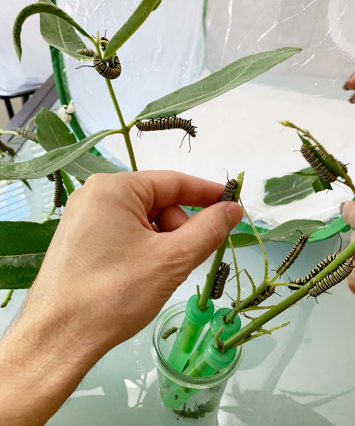 Gently pulling large third-fifth instar Monarch caterpillars off of old milkweed and placing them on new milkweed during a milkweed changeout and cage cleaning. For very small, delicate first and second instar caterpillars, you might instead want to remove the leaves/stems they're on and place them in the new cage without touching them to reduce the likelihood of injuring them.
