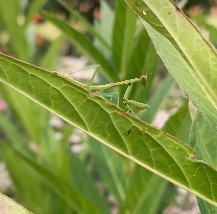 A beautiful Carolina mantis hunting on our milkweed. Larger predators will scuffle right off the plants when you get too close.