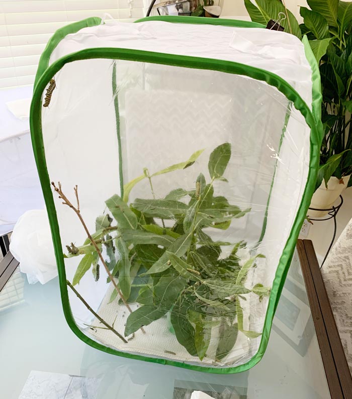 This little home setup will produce about 100 adult Monarch butterflies in a single month (September) in South Carolina.