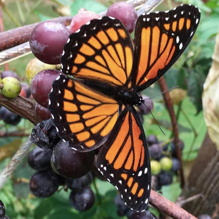 Monarch butterfly? Nope. This is a viceroy (Limenitis archippus). The reason the two butterflies look so similar is not accidental; it's likely due to a phenomenon called Müllerian co-mimicry. Monarchs and viceroys share roughly the same geographical range. Depending on the location and the food source (which can make them more or less unpalatable to birds), the species will mimic the coloration of the other. This translates to less predation by birds. Apparently, Viceroys can also appear much darker in color further south, mimicking Queen butterflies.