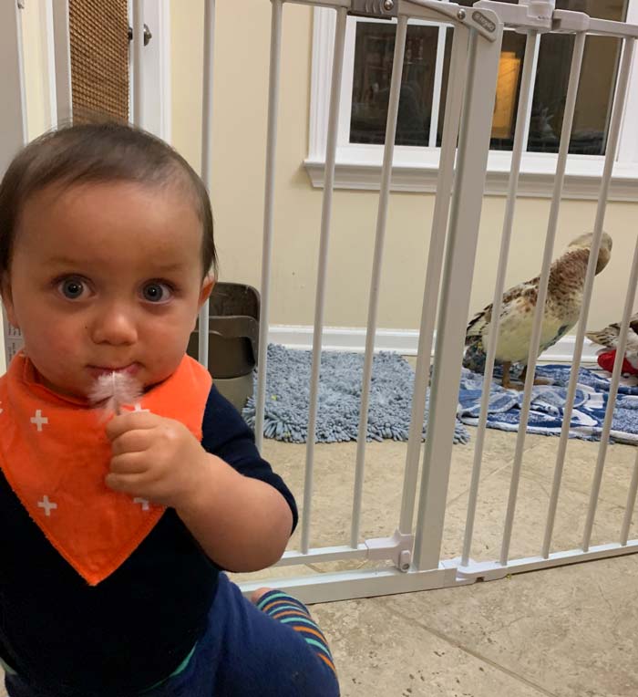 Sebastian mischievously nibbling a duck feather while two of our diapered ducks (back right) preen.