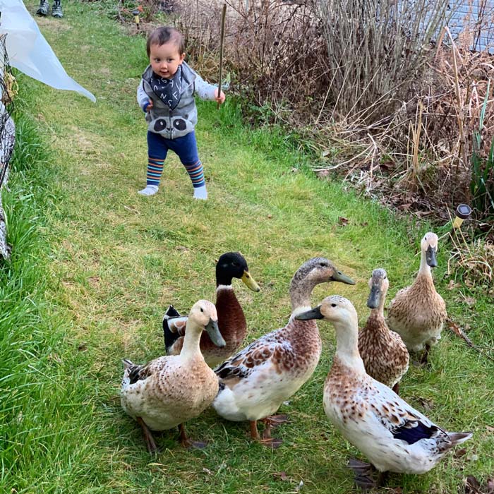 Speaking of training... Baby Sebastian learns the power of a stick in herding ducks. Yes, our ducks are a bit bewildered here since this humanling was recently non-bipedal and incapable of tool use.