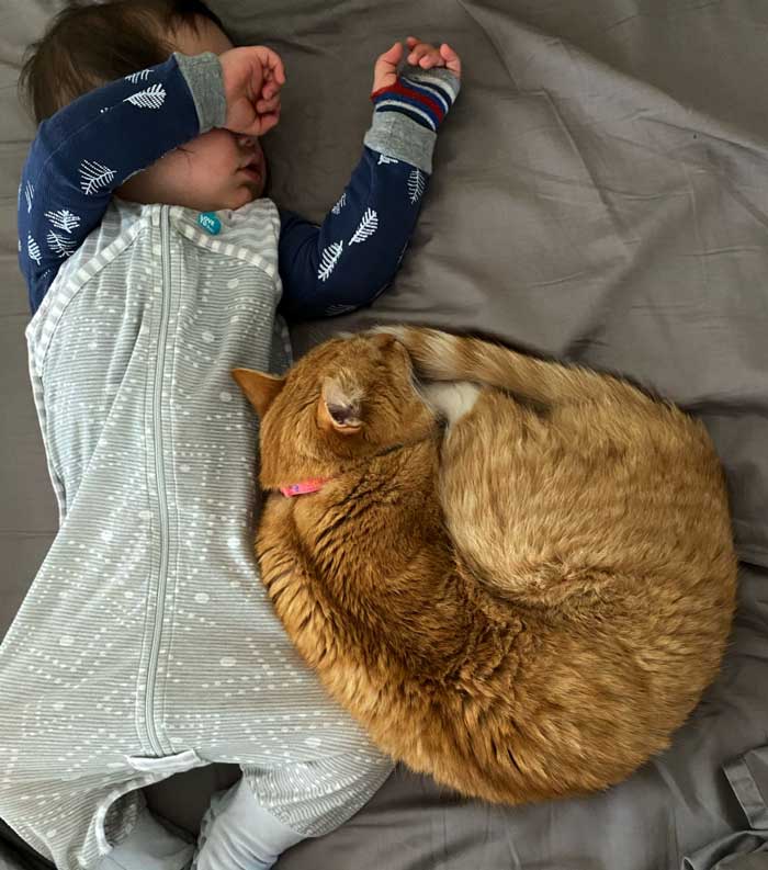 Sebastian napping with his kitty cat as two microbiomes swap species. 