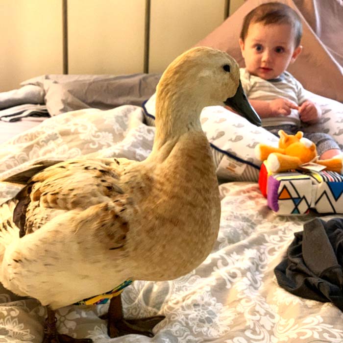 Sebastian the baby loves Jackson the duck, our flock matriarch. (Both species are wearing diapers.)