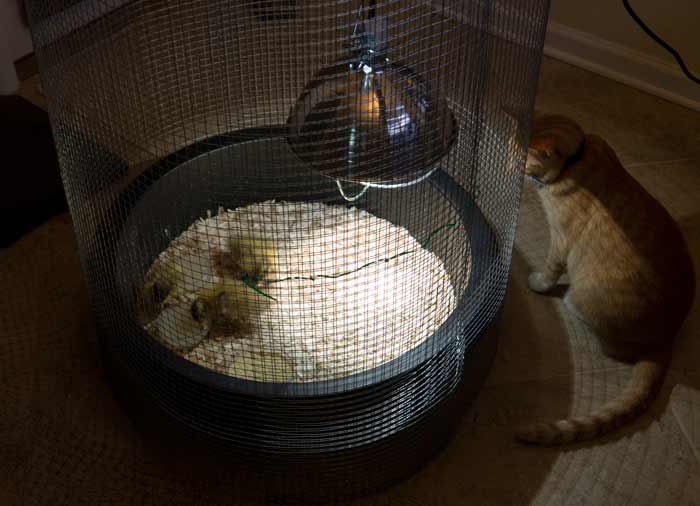 Bob the cat's first viewing of our ducklings. Today, our cat and ducks will sleep on the couch together. Our ducks will even beat Bob up if he irritates them, without him lifting a finger to defend himself. Do note that if you have dogs or cats, you need to take every precaution necessary to make sure they can't get to your ducklings.