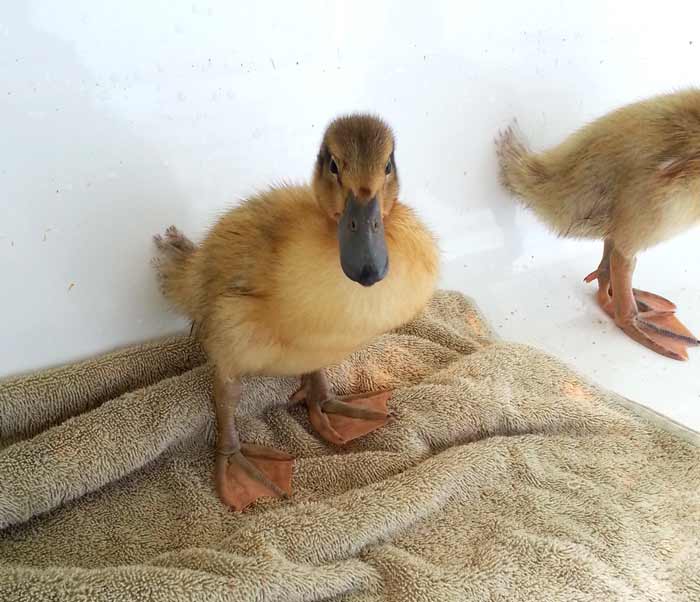 Duckling post-swim and post-drying. Next up: nap time!