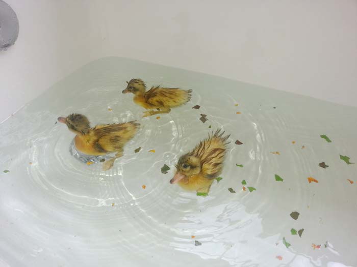 Ducklings swimming for the first time = pure cuteness. How to raise ducklings by Tyrant Farms