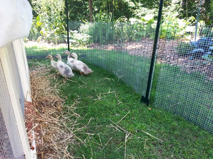 Our ducklings spent a lot of time with us and alone exploring their new outdoor home before they moved outdoors. As you can see here, they had a coop plus a protected run to explore during the transition process.