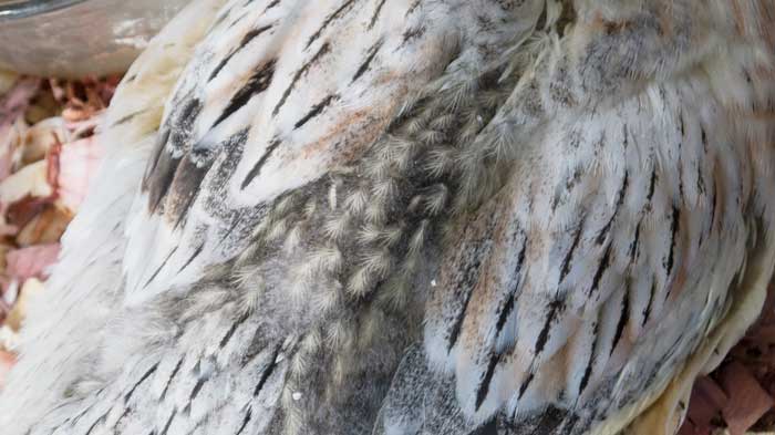 On our girls, the last feathers to come in are the top of their backs between their wings. Here you can see one of our girls almost finished developing her juvenile feathers.