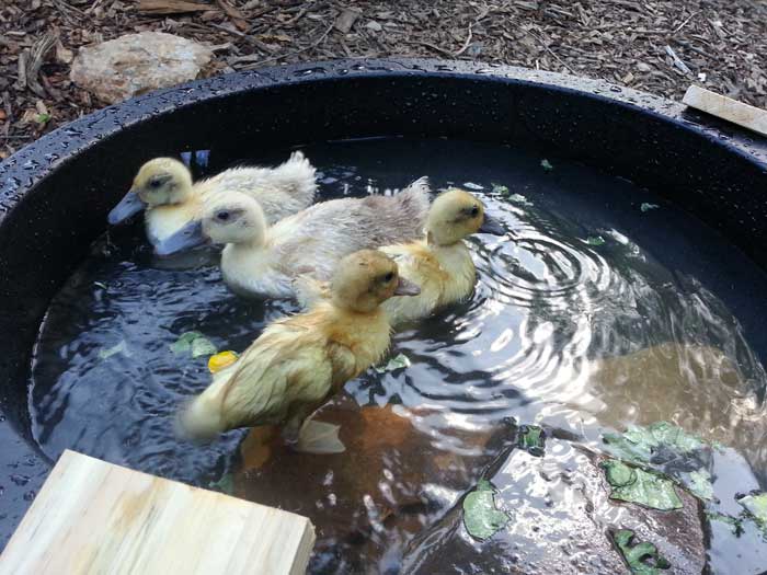 The ducklings first